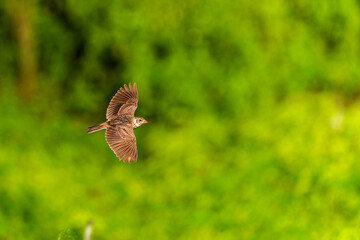 Eurasian skylark in flight on the Qimei island