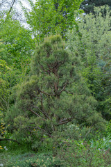 Mixed forest of coniferous and deciduous tree species. Plant grow of pine and poplar willow and herbaceous cover. Zone coniferous deciduous of temperate forests. Forest scape and wildlife landscape.