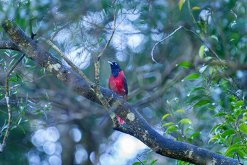 Maroon orioles male perched in a tree in Taiwan