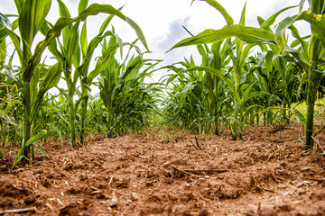Grüne Maispflanzen in einem Maisfeld Landwirtschaft 