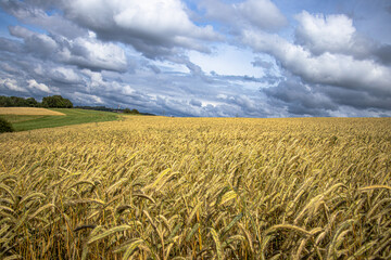 A golden yellow cornfield stretches under a vivid blue sky dotted with clouds. The vibrant contrast captures the serene beauty of nature, evoking warmth, harvest, and endless summer horizons.