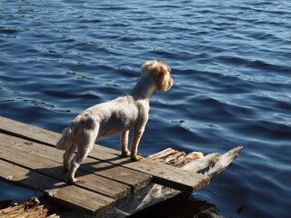 dog is waiting for its owner on the old pier of a forest lake.