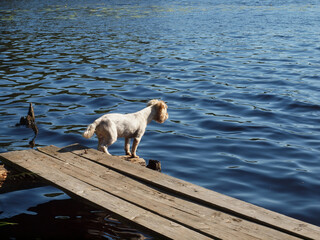 dog is waiting for its owner on the old pier of a forest lake.