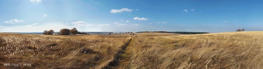 Fototapeta premium Panoramic View of a Golden Field Under a Blue Sky