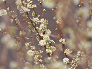Plum flowers, 자두꽃, 오얏꽃