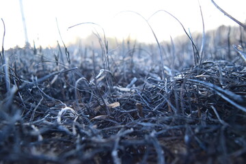 Burned Grass and Soil Amidst California Wildfires