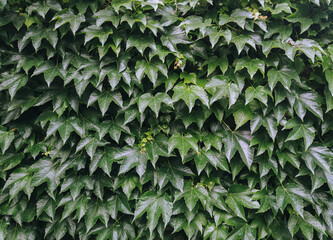 Green leaves wild grape on wall. Natural background.