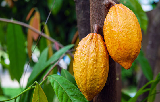 Yellow Cacao pods grow on trees. Ripe cacao fruits, There are many ripe cacao fruits all over the tree. plant cocoa fruit plantation