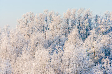 Winter in The Netherlands; sunrise over frost covered trees after a cold night
