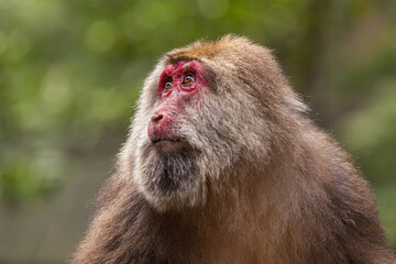 Portrait of a female Tibetan macaque (Macaca thibetana), Emei Shan mountains, Sichuan province China