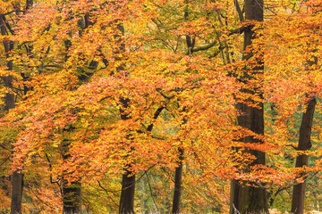 Autumn in The Netherlands; beech forest in golden fall colors
