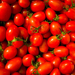 tomatoes on the vine
