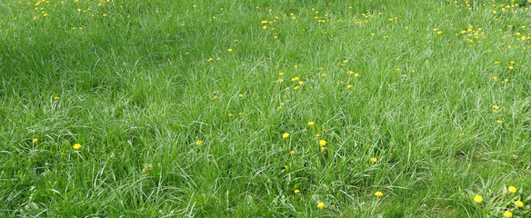 Green grass interspersed with yellow dandelions, background