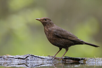 Obraz premium female Blackbird Turdus merula on the forest puddle amazing warm light sunset sundown