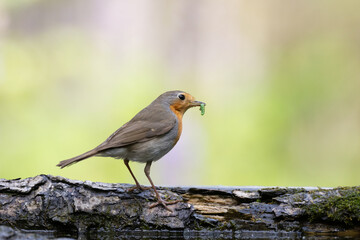 Bird Robin Erithacus rubecula, small bird in forest puddle, spring time in Poland Europe