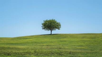Capture the essence of simplicity and natural beauty with a solitary tree in a meadow of lush green grass, under a clear blue sky.
