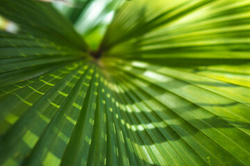 Fototapeta premium Palm tree leaves, beautiful nature, evergreen plants, ideal lines, delightful freshness, tenderness real life energy