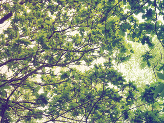 Artistic high key picture of fresh green oak leaves with a vintage feel