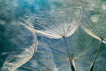Dmuchawce, makro, niebieskie tło. Tapeta, dekoracja. © mycatherina