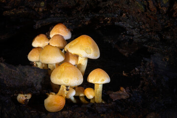 Conifer Tuft (Psilocybe capnoides) growing on dead wood, North Holland, Netherlands.
