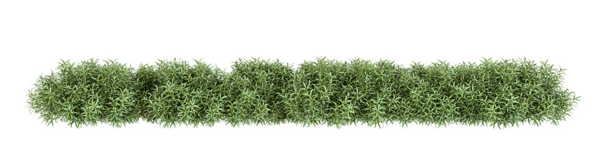 Green grass row isolated on white