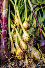 Ernte von Zwiebeln  aus dem eigenen Garten selbst angebaut, homefarming 