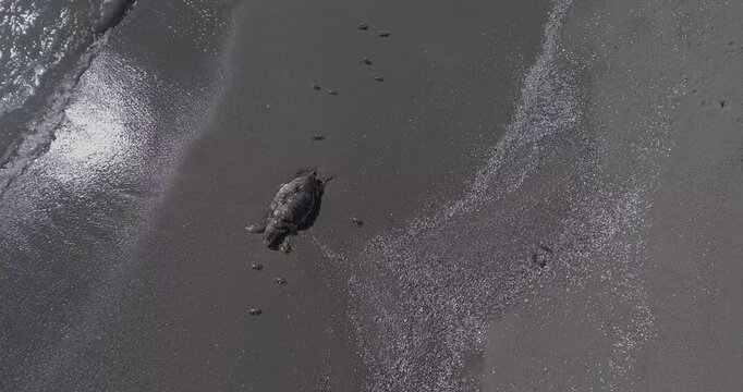 A mature marine turtle died and washed on the beach and ghost crabs are feeding on it.