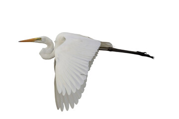 Beautiful Eastern great egret flying isolated on transparent background png file