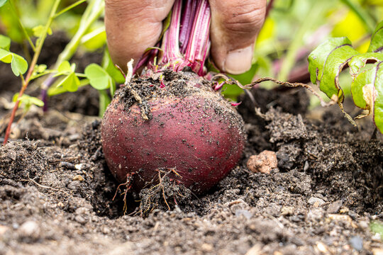 Ernte von  Rote Bete aus dem eigenen Garten, selbst angebaut, homefarming bio und gesund 