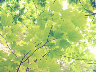 Artistic high key picture of fresh green leaves with a vintage feel