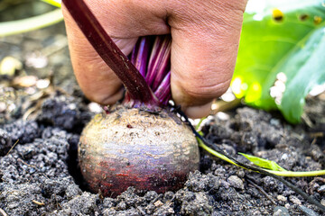 Rote Bete aus dem eigenen Garten selbst angebaut, homefarming 