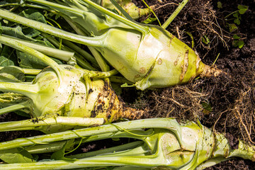 Harvesting kohlrabi in the organic garden showcases sustainable farming. The crisp, bulbous...
