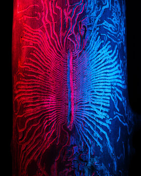 Bark beetle carvings in tree, lit with blue and pink light