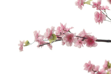 Obraz premium Pink flower sour cherry tree isolated on white background.