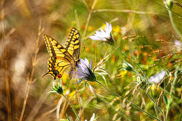 the beautiful butterfly is flying on wildflower in nature