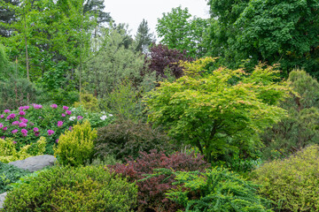 Composition of coniferous and deciduous plants in botanical garden. Landscape and garden design....