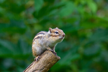 木の上で休むシマリス
