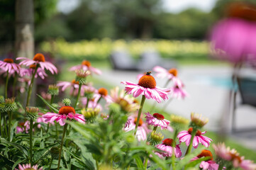 Close-up of honey bee on a pink flower