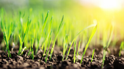 Young Green Shoots in Soil with Sunlight and Bokeh Background