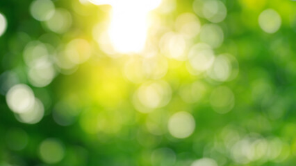 Obraz premium Nature Green and Yellow Bokeh Background with Sunlight
