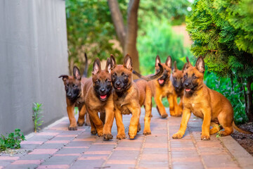 Playful Belgian Malinois Puppies in Garden
