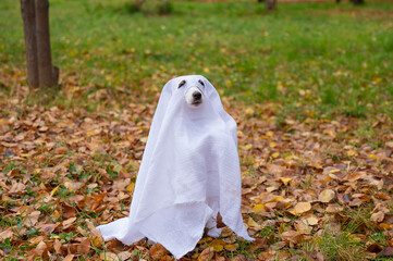 Jack Russell Terrier dog in a ghost costume in the autumn forest. 