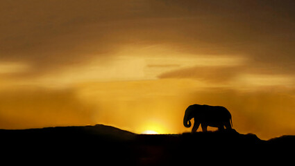Silhouette of a single elephant at sunset