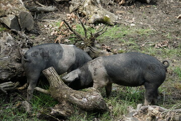 Świnia z białym kołnierzem Cinta senese. Znana od XIV wieku. Jest chlubą Toskanii we Włoszech © Sławek