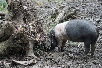 Świnia z białym kołnierzem Cinta senese. Znana od XIV wieku. Jest chlubą Toskanii we Włoszech © Sławek