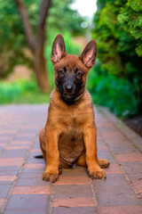 Young Belgian Malinois Puppy in Grass