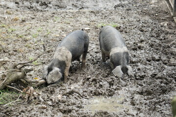 Świnia z białym kołnierzem Cinta senese. Znana od XIV wieku. Jest chlubą Toskanii we Włoszech © Sławek