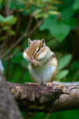 木の上でエサを食べるシマリス