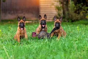 Playful Belgian Malinois Puppies in Garden