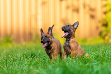 Playful Belgian Malinois Puppies in Garden